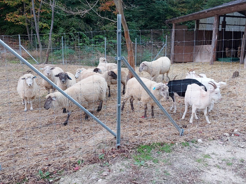 三穂田の羊とヤギ放牧