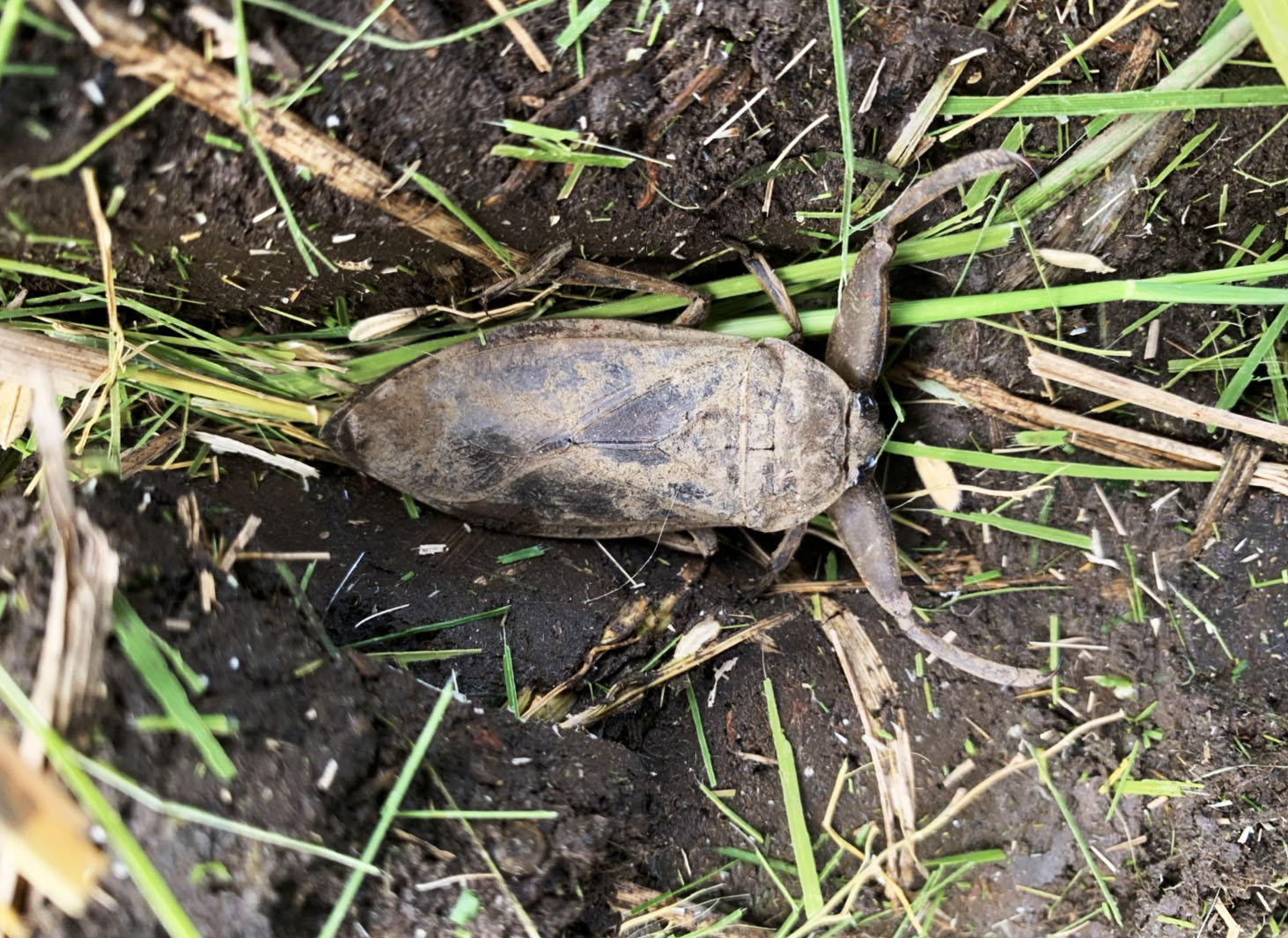 自然の生き物たちと共生する 無農薬農法によるお米の栽培 栃木県の農業法人グリーンウィンド