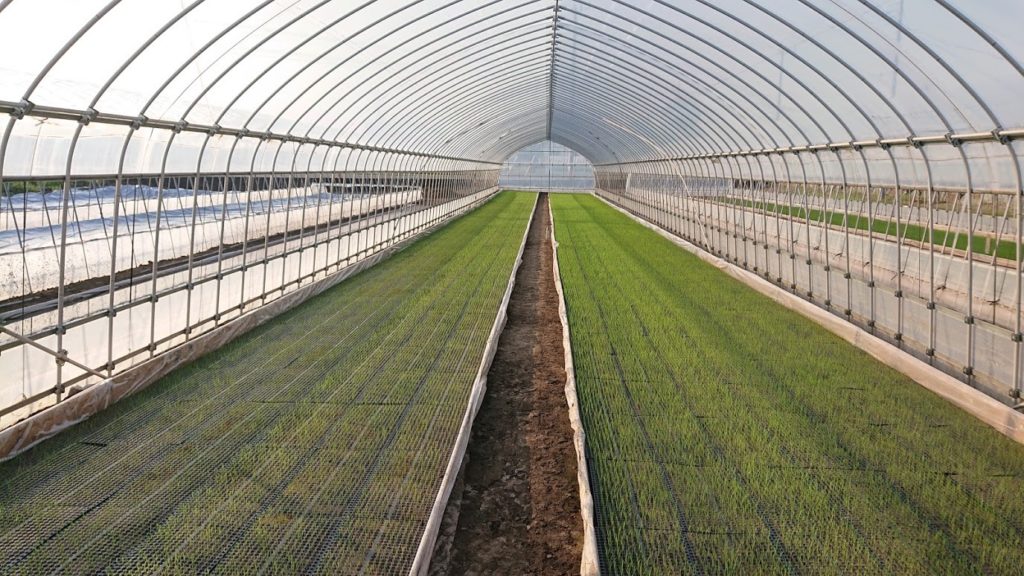 無農薬 無除草剤 無化学肥料 稲の発芽 栃木県の農業法人グリーンウィンド