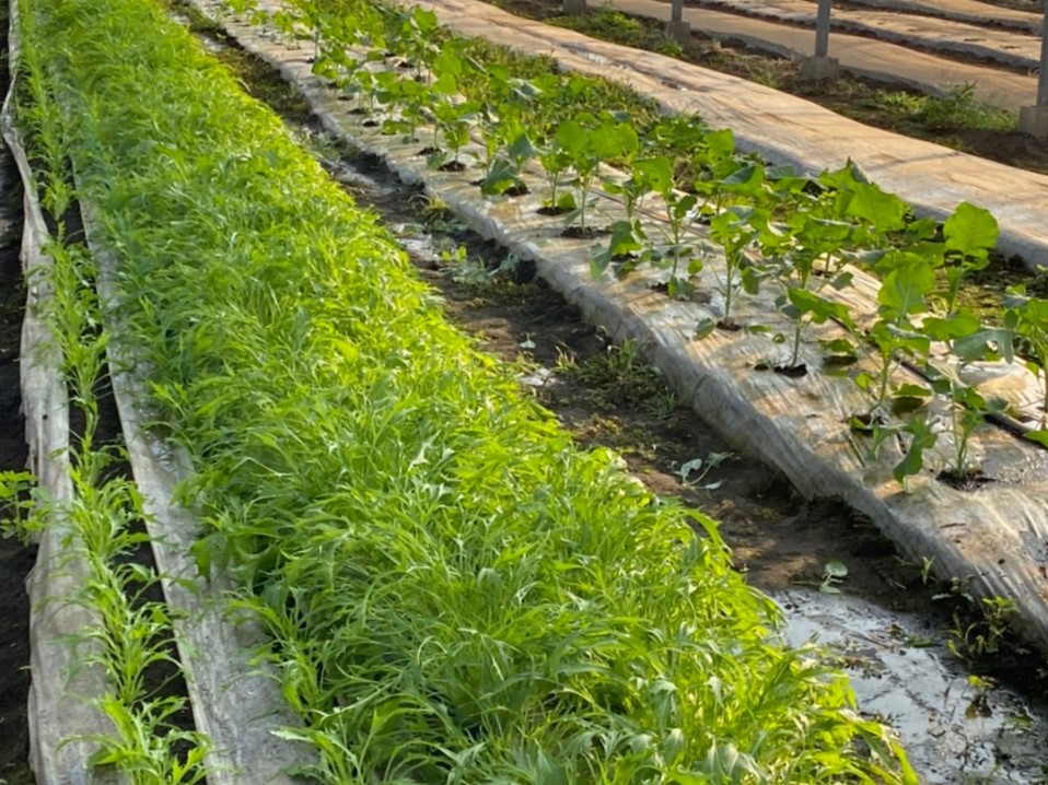 ビニールハウスで栽培した野菜の収穫 栃木県の農業法人グリーンウィンド