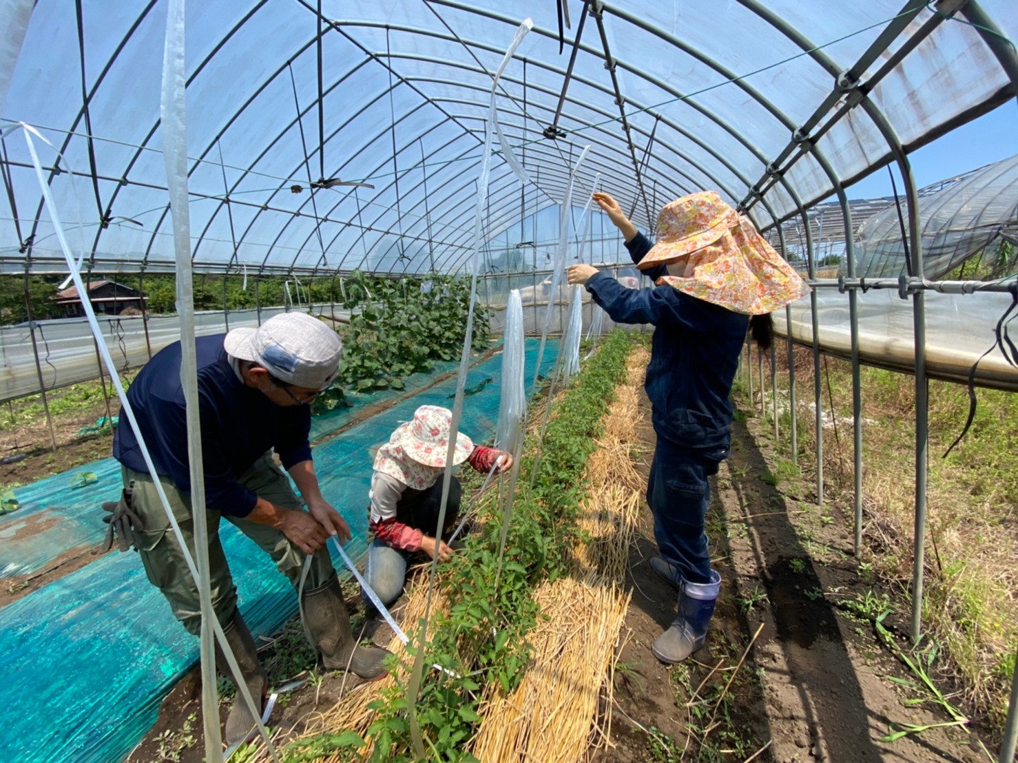 きゅうりとトマトの誘引 整枝作業 栃木県の農業法人グリーンウィンド