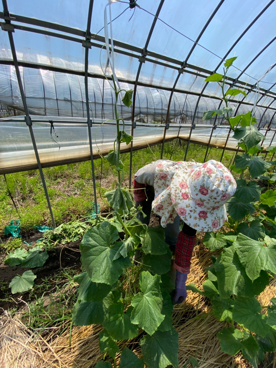 きゅうりとトマトの誘引 整枝作業 栃木県の農業法人グリーンウィンド