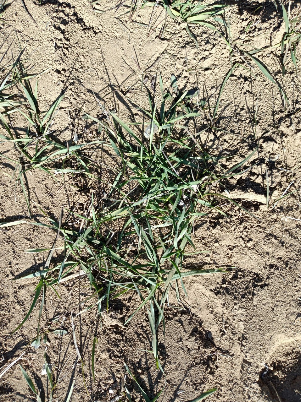 小麦の耐寒 耐倒伏のための 麦踏み を行いました 栃木県の農業法人グリーンウィンド
